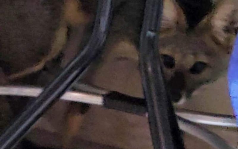 Raposa invade residência em Andradina e surpreende moradores ao acordarem