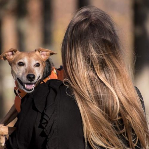 Terapia com animais auxilia na recuperação de pacientes