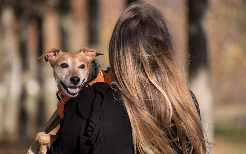 Terapia com animais auxilia na recuperação de pacientes