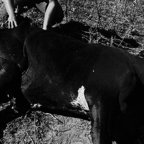 Maus tratos a animais registrado em sítio de Andradina