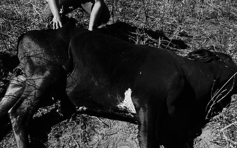 Maus tratos a animais registrado em sítio de Andradina