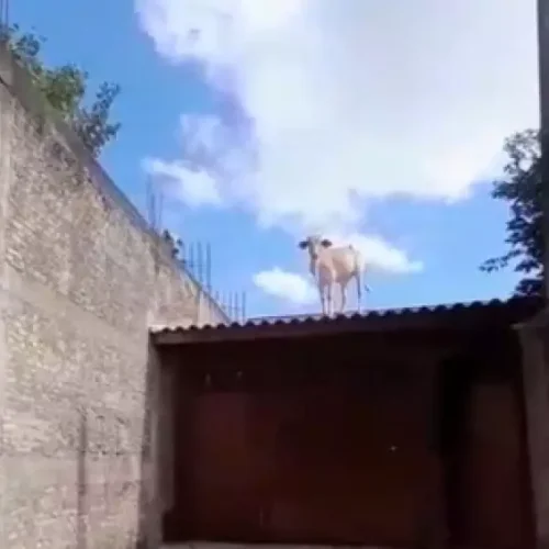 Vaca é encontrada em cima do telhado de casa na região