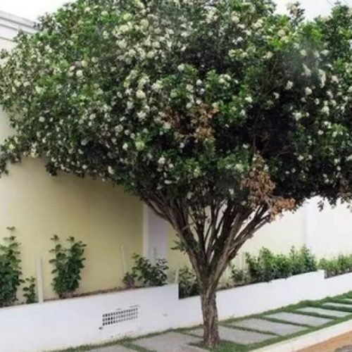 Secretaria da Agricultura e do Meio Ambiente de Andradina oferece plantio gratuito de árvores em residências