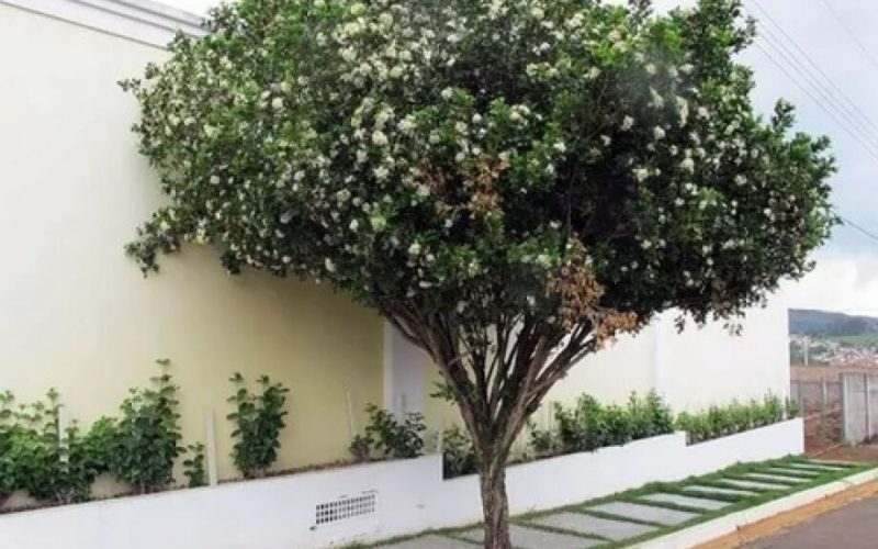 Secretaria da Agricultura e do Meio Ambiente de Andradina oferece plantio gratuito de árvores em residências