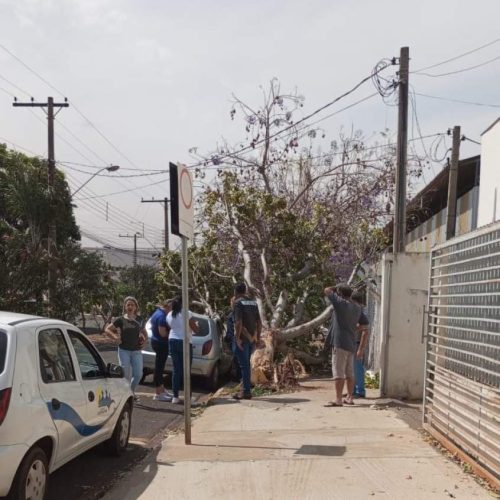 Vento forte causa queda de árvore em Andradina antes da chegada da chuva