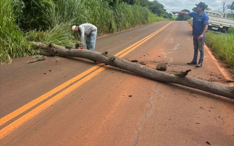 Defesa Civil faz supressão de árvores após fortes chuvas em Andradina
