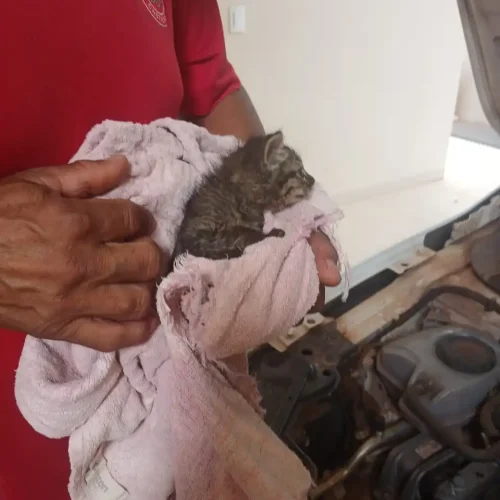 Dentro do maotor de um carro filhote de gato é resgatado em Castilho