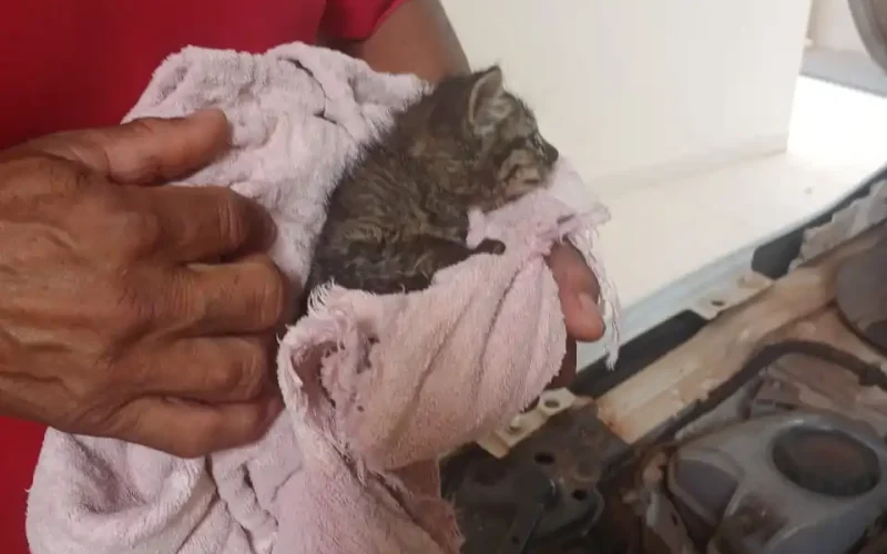 Dentro do maotor de um carro filhote de gato é resgatado em Castilho