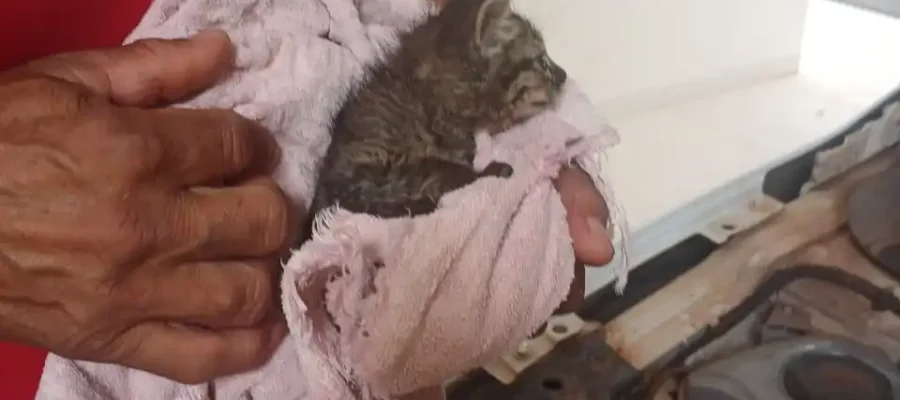Dentro do maotor de um carro filhote de gato é resgatado em Castilho