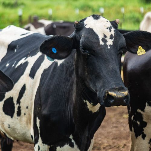 Segue até o dia 30 de Junho a campanha de vacinação contra a brucelose 