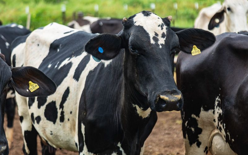 Segue até o dia 30 de Junho a campanha de vacinação contra a brucelose