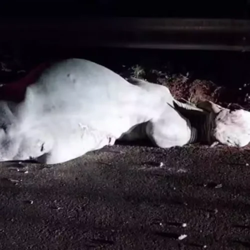 Carro atinge boi em rodovia e deixa duas pessoas feridas