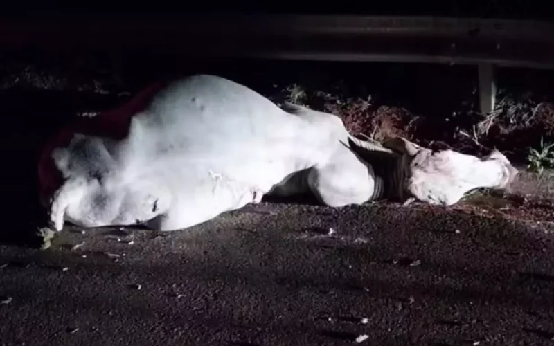 Carro atinge boi em rodovia e deixa duas pessoas feridas
