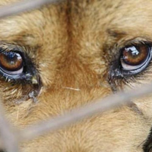 Polícia investiga morte de cachorro após agressão em Andradina