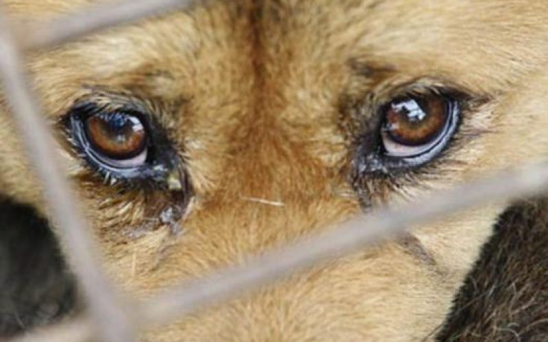 Polícia investiga morte de cachorro após agressão em Andradina