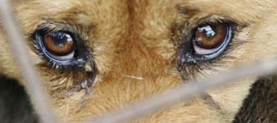 Polícia investiga morte de cachorro após agressão em Andradina