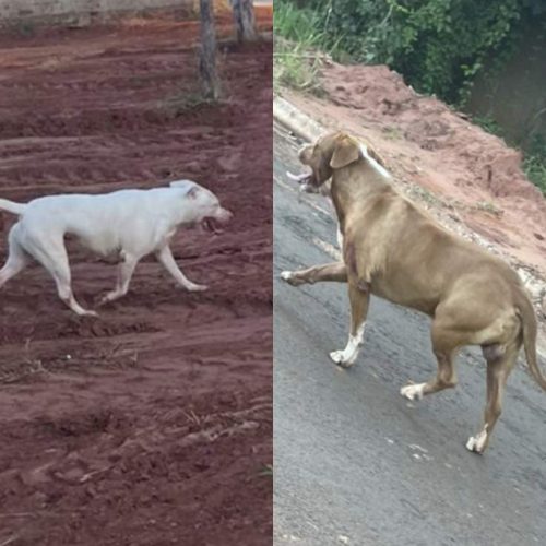 Moradores vivem clima de medo após ataque de pitbulls que matou cachorro dentro de residência