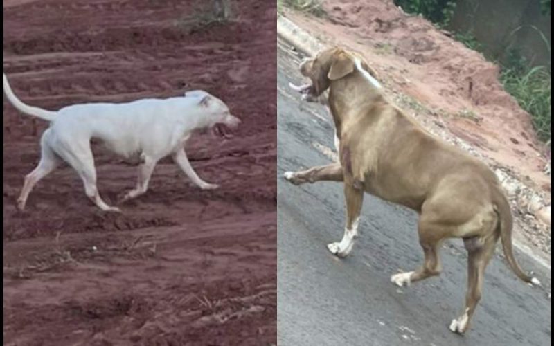 Moradores vivem clima de medo após ataque de pitbulls que matou cachorro dentro de residência