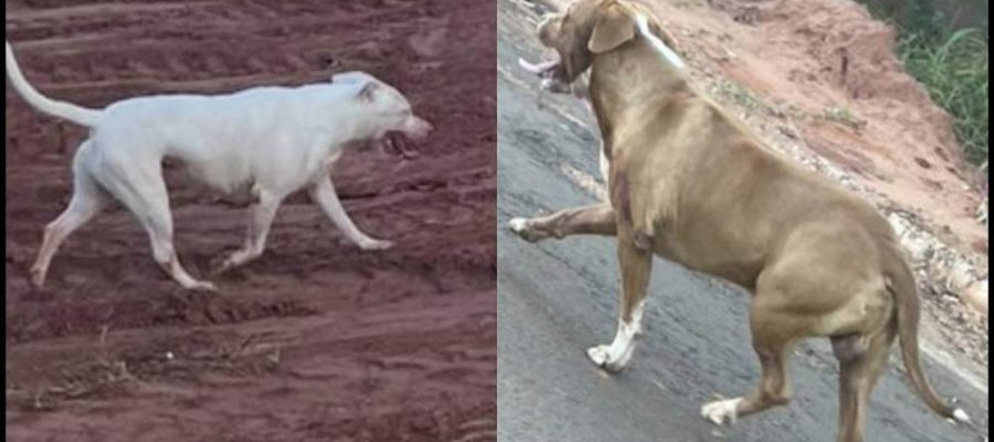 Moradores vivem clima de medo após ataque de pitbulls que matou cachorro dentro de residência