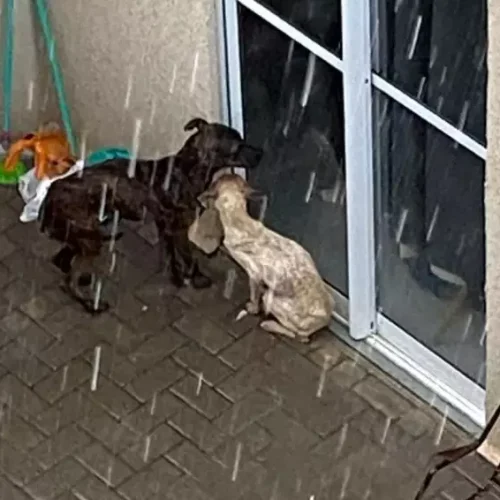 Mulher é multada por manter cães sem água e comida