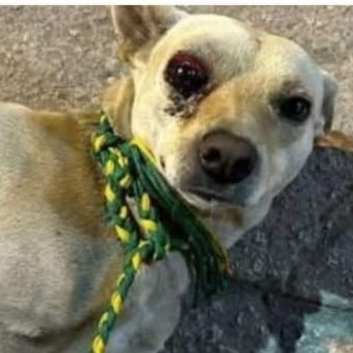 Golpistas usam vídeo de cachorro espancado