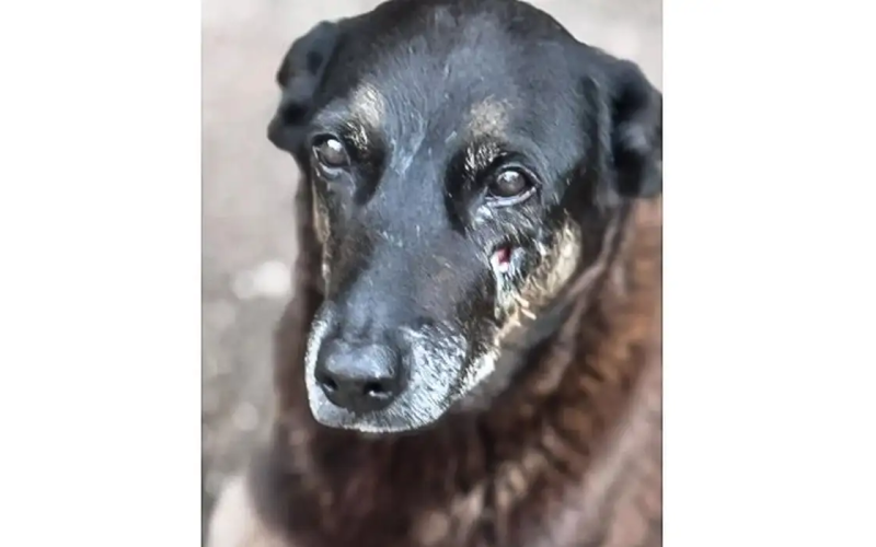 Saiba que sanções podem ser aplicadas a jovens que mataram cão Orelha