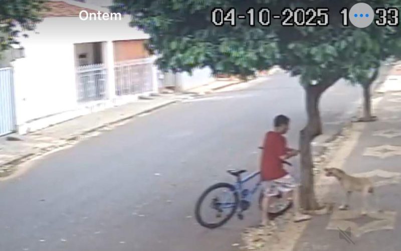 Cão é deixado sozinho amarrado em árvore em rua