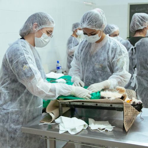 3º Mutirão de Castração e Chipagem em Andradina faz 100 operações