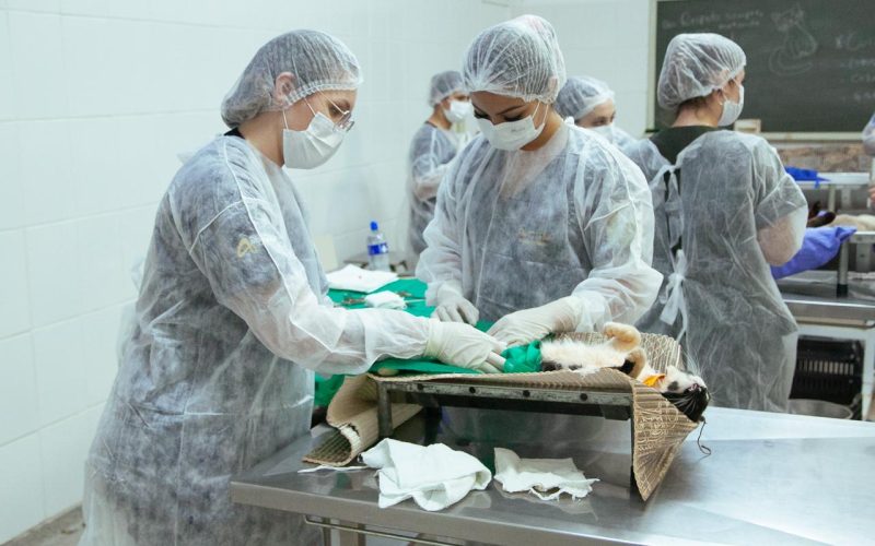 3º Mutirão de Castração e Chipagem em Andradina faz 100 operações
