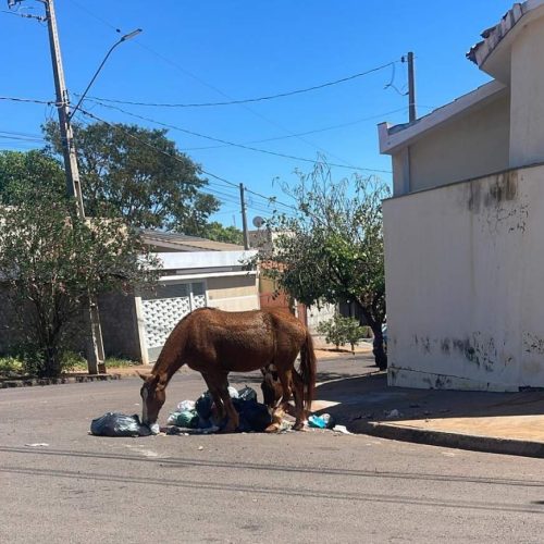 Cavalos soltos atacam lixeiras em bairros periféricos de Andradina