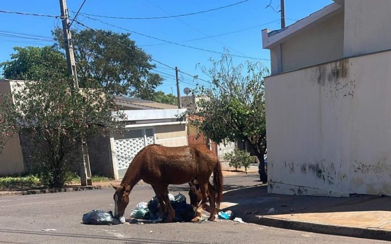 Cavalos soltos atacam lixeiras em bairros periféricos de Andradina