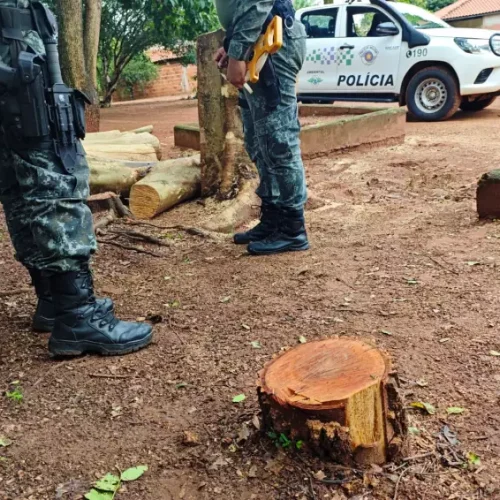 Morador de Andradina é multado pelo corte de 6 árvores nativas