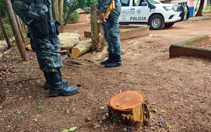 Morador de Andradina é multado pelo corte de 6 árvores nativas
