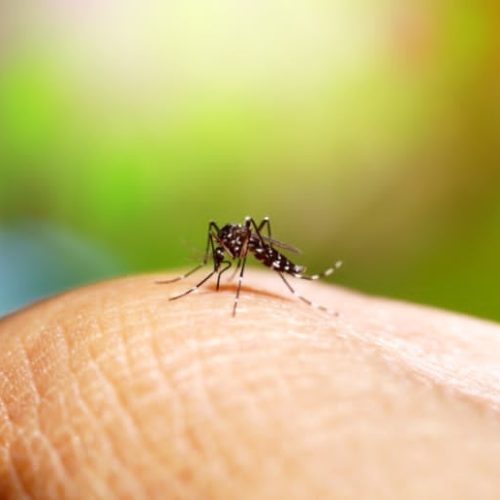Castilho começa realizar teste rápido para dengue nas Unidades Básicas de Saúde