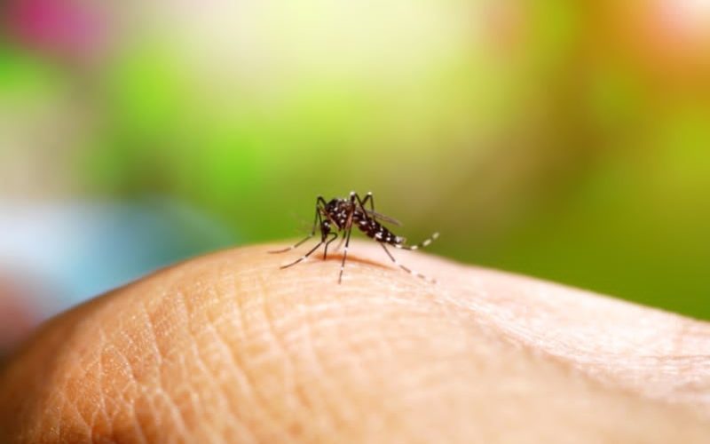 Castilho começa realizar teste rápido para dengue nas Unidades Básicas de Saúde