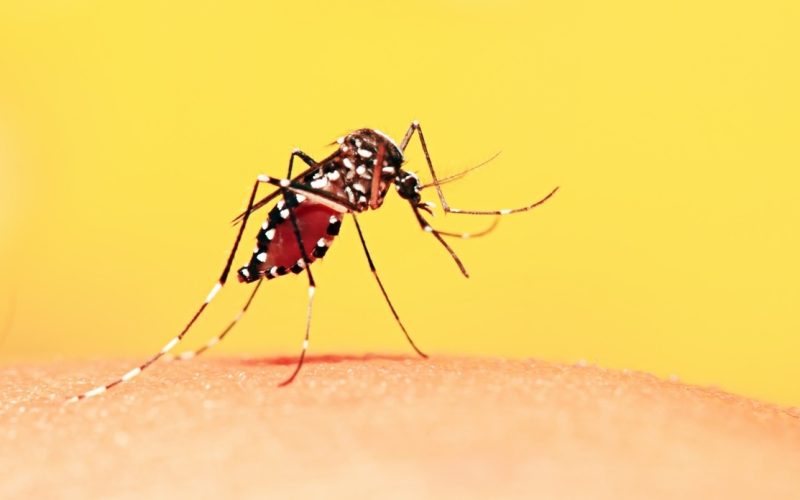 Assunto sério pode ter sido alvo de Fakenews“2 Mortes por Dengue” em Andradina é informação falsa