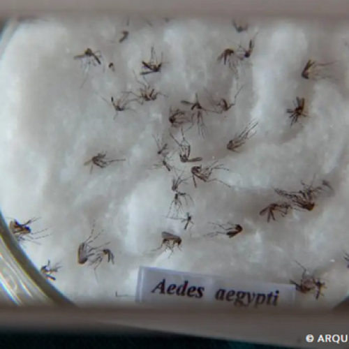 Ministério da Saúde intensificará mobilização contra dengue no Brasil