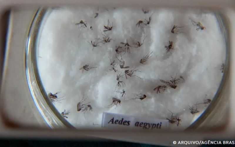 Ministério da Saúde intensificará mobilização contra dengue no Brasil