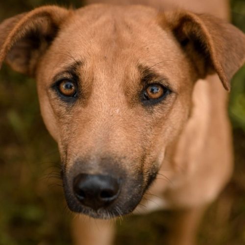 Vira-latas Duque foi agredido até à morte