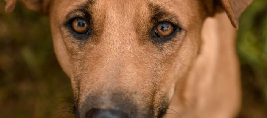 Vira-latas Duque foi agredido até à morte