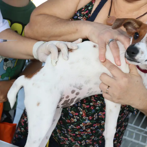 Senado aprova Estatuto dos Cães e Gatos