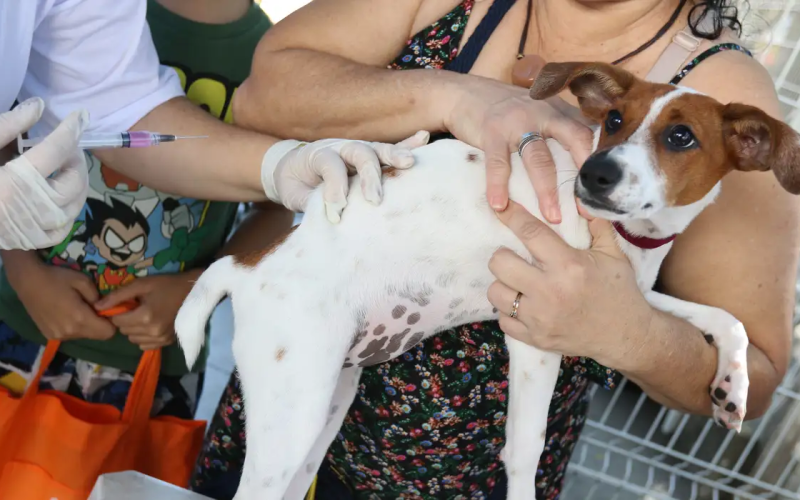 Senado aprova Estatuto dos Cães e Gatos