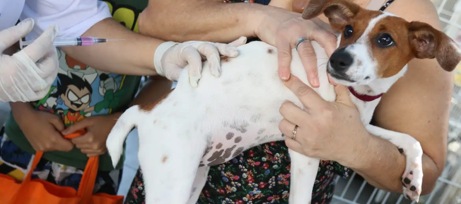 Senado aprova Estatuto dos Cães e Gatos