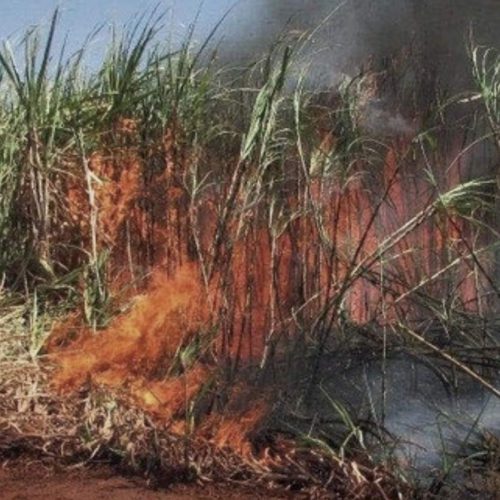 Homem é detido após provocar incêndio em plantação de cana em Castilho