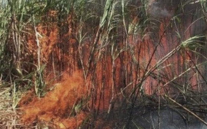Homem é detido após provocar incêndio em plantação de cana em Castilho