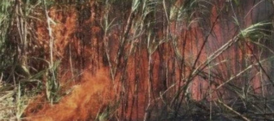 Homem é detido após provocar incêndio em plantação de cana em Castilho