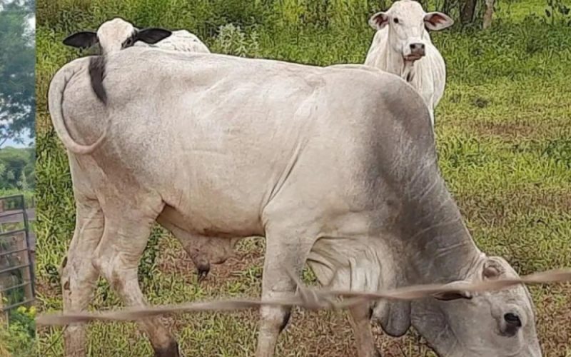 Parte de gado furtado em Ilha Solteira é recuperada em Andradina e Potirendaba