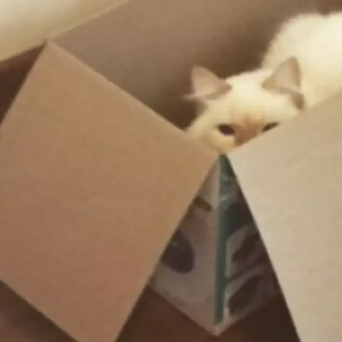 Tutor que arremessou gato de apartamento é preso