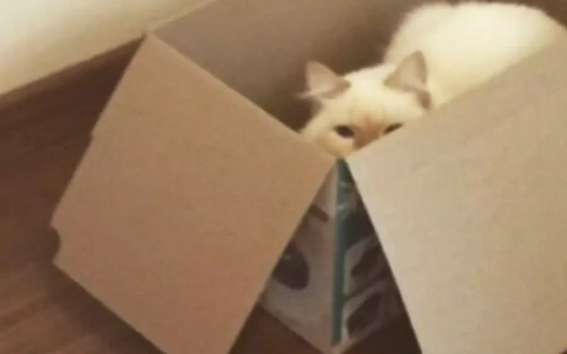Tutor que arremessou gato de apartamento é preso