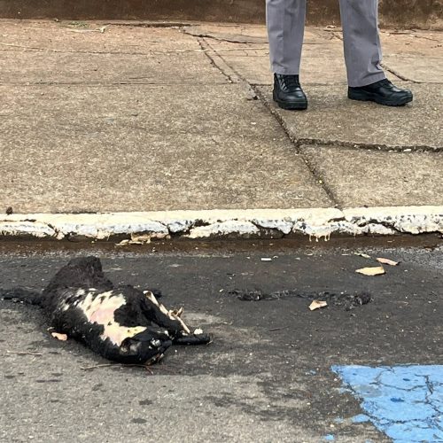 Crueldade choca Andradina: gato preto é encontrado morto em frente à Delegacia de Ensino